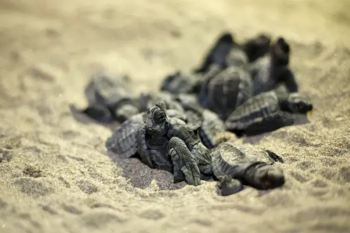 Framed Print : Olive Ridley turtle hatchlings are seen at a beach in Same Framed Print : Olive Ridley turtle hatchlings are seen at a beach in Same
