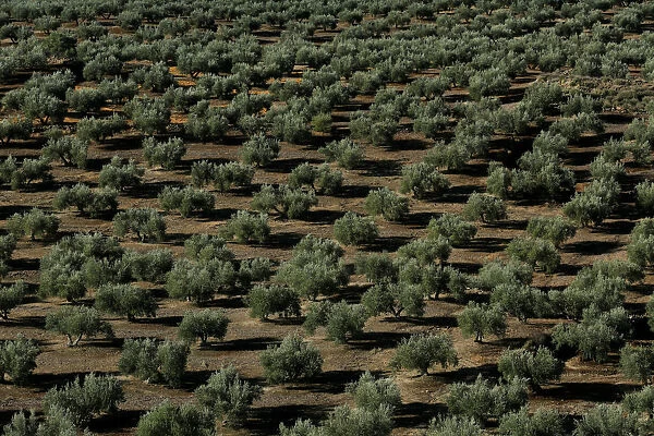 Olive trees stand in a grove in Porcuna, southern Spain