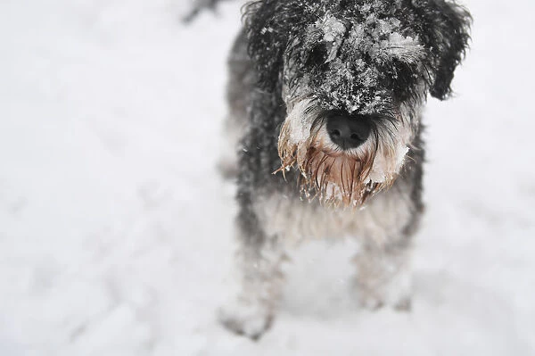 Ollie, a Schnauzer dog aged, 1 is seen with snow stuck to its fur in Dublin