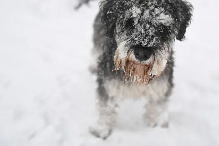 Framed Print : Ollie, a Schnauzer dog aged, 1 is seen with snow stuck to its fur in Dublin Framed Print : Ollie, a Schnauzer dog aged, 1 is seen with snow stuck to its fur in Dublin