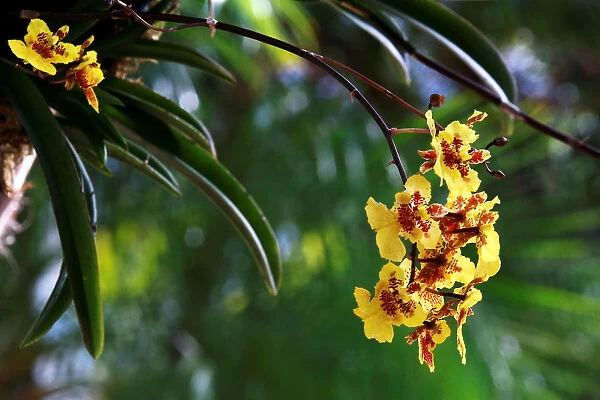 An oncidium hangs during The annual Orchid Show at the New York Botanical Garden in