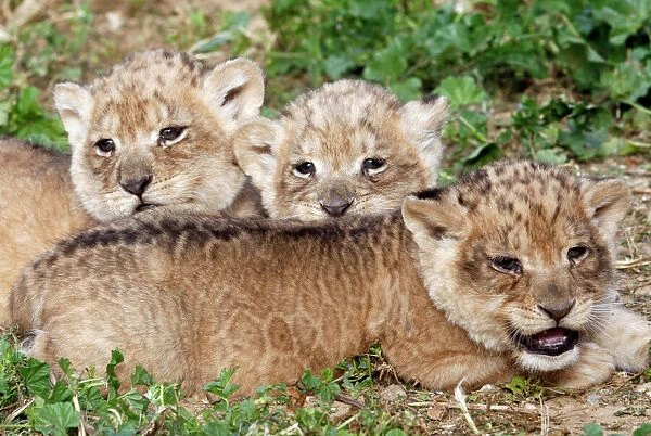 One-month-old lion cubs lie together at the Ramat Gan Safari
