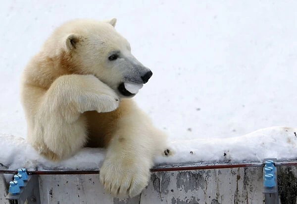One-year-old polar bear Ikor plays at Sapporo Maruyama Zoo in Sapporo