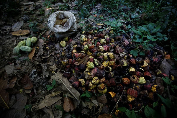 Opened cocoa pods are seen at the plantation of Yoffre Echarri in Caruao