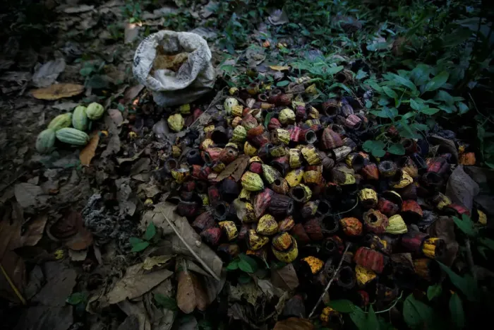 Framed Print : Opened cocoa pods are seen at the plantation of Yoffre Echarri in Caruao