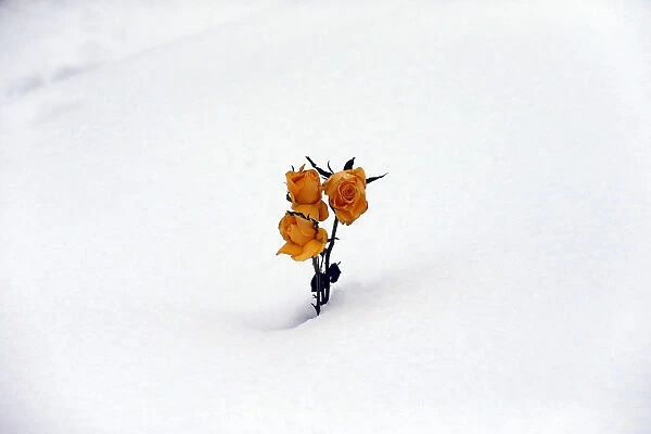 Orange roses are pictured protruding through the snow in the city cemetery in Londonderry