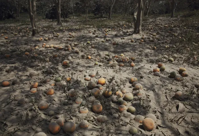 Framed Print : Oranges, covered by ash from a Mount Sinabung eruption, are seen at Beras Tepu village in Framed Print : Oranges, covered by ash from a Mount Sinabung eruption, are seen at Beras Tepu village in