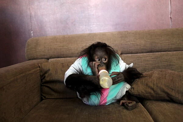 An orangutan drinks milk on a couch at a studio, in Kunming