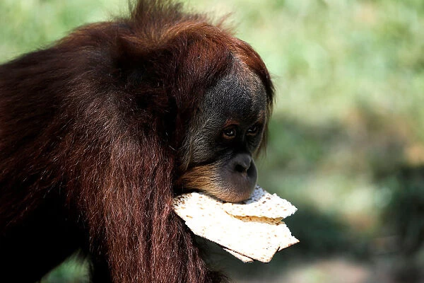 An orangutan eats matza, a traditional unleavened bread eaten during the upcoming Jewish