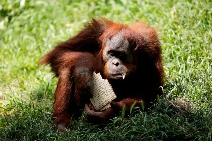 Framed Print : An orangutan eats matza, a traditional unleavened bread eaten during the upcoming Jewish