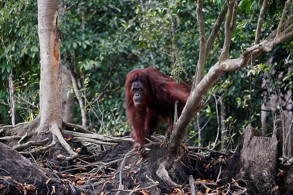 An orangutan is pictured at an pre-release island for orangutans by Borneo Orangutan