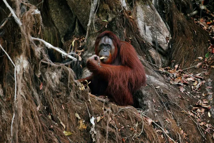 Framed Print : An orangutan is pictured at a pre-release island used by Borneo Orangutan Survival Framed Print : An orangutan is pictured at a pre-release island used by Borneo Orangutan Survival