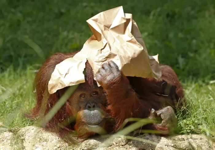 Framed Print : An orangutan shields itself from the sun at the National Zoo in Washington Framed Print : An orangutan shields itself from the sun at the National Zoo in Washington