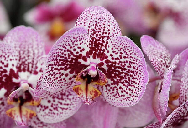 Orchids are seen on display at the RHS Chelsea Flower Show at the Royal Hospital Chelsea