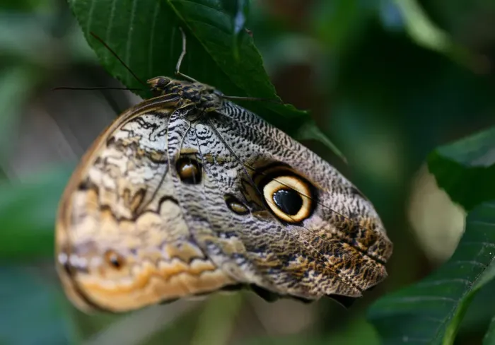 Framed Print : An Ornitoptera priamus butterfly perches on a branch at the Saint Alessio Oasis animal