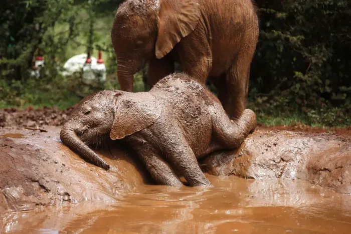 Framed Print : An orphaned baby elephant basks in a mud puddle at the David Sheldrick Elephant Orphanage Framed Print : An orphaned baby elephant basks in a mud puddle at the David Sheldrick Elephant Orphanage