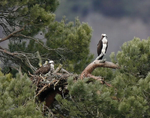 Ospreys perch on branches in their breeding ground at Loch of Lowes in Perth