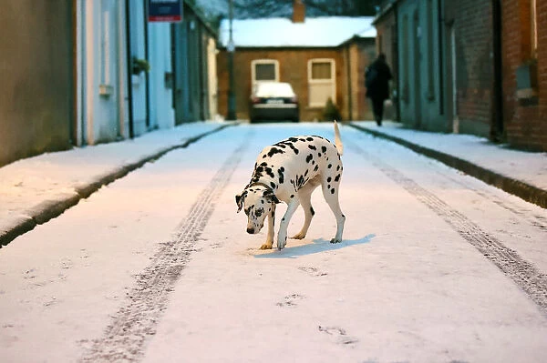 Otta the Dalmation dog looks at the fallen snow in Dublin