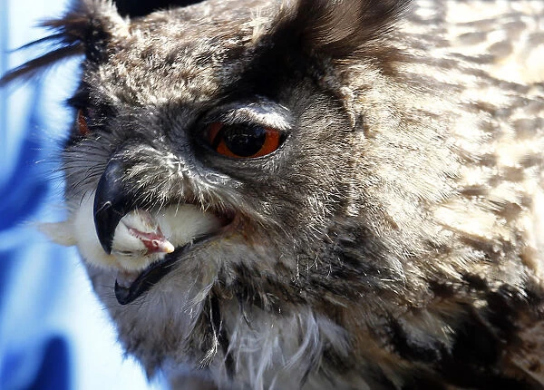 Owl eats dead poultry during falconers show in Berlin