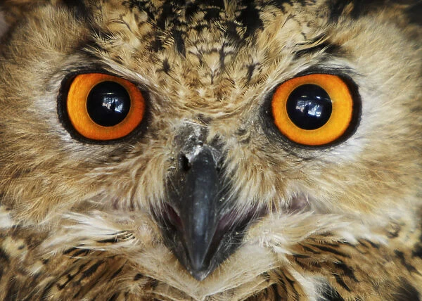 An owl is seen at Jordans zoo near Amman
