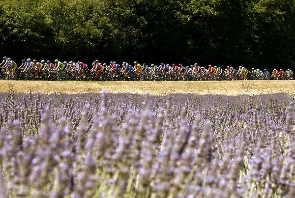 The pack of riders cycles past lavender fields during the 14th stage of the 93rd Tour