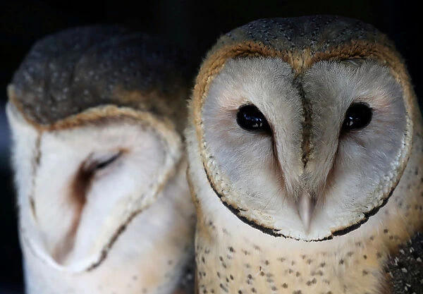 A pair of barn owls looks on at a rehabilitation and conservation centre at the Spier