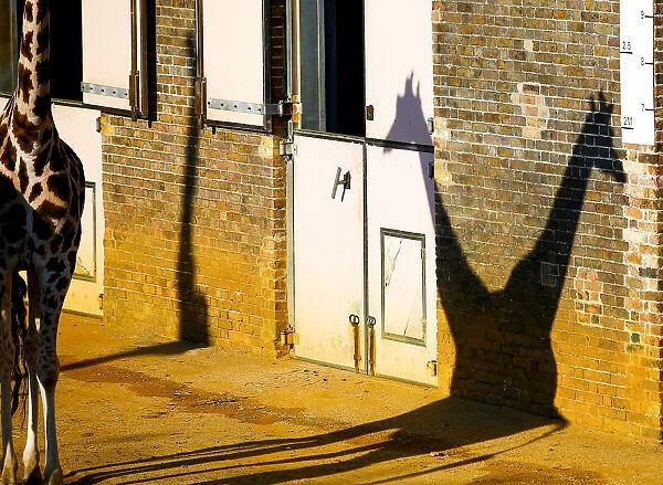 A pair of giraffes cast a shadow at London Zoo in London