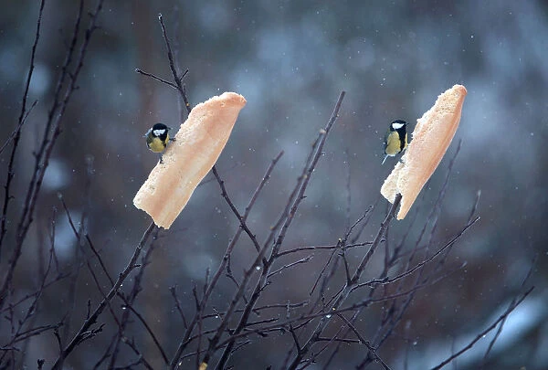 A pair of Great Tits feed on bread hung onto branches after snowfall in Reinosa