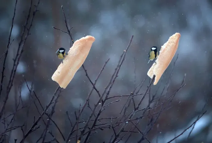 Framed Print : A pair of Great Tits feed on bread hung onto branches after snowfall in Reinosa