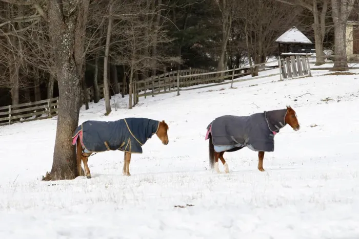 Framed Print : A pair of horses takes a break from grazing over snow covered pasture in Great Falls Framed Print : A pair of horses takes a break from grazing over snow covered pasture in Great Falls