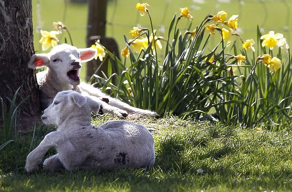A pair of lambs sit in the shade of a tree among daffodils at the Hall Farm in Stratford