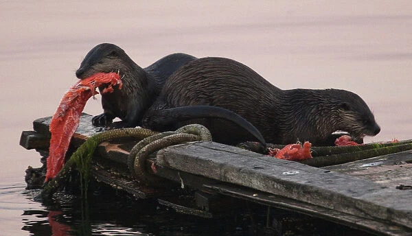 A pair of sea otters eat a salmon they caught in Esquimalt, British Columbia