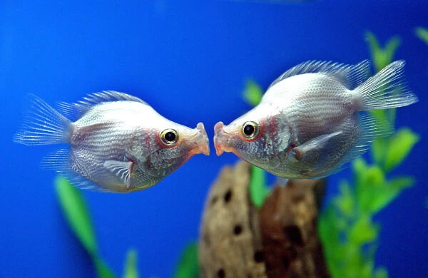 A pair of tropical kissing fish kiss in Shanghai