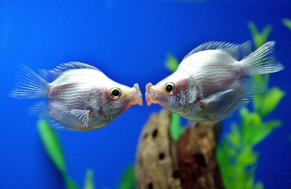 A pair of tropical 'kissing fish'kiss in Shanghai