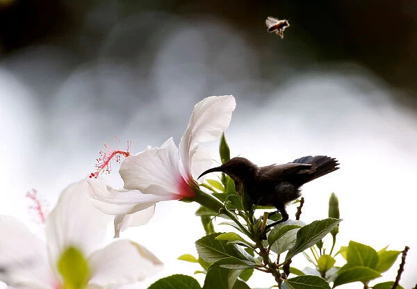 A Palestine sunbird eats the nectar of flowers as a bee flies over at Orange House garden