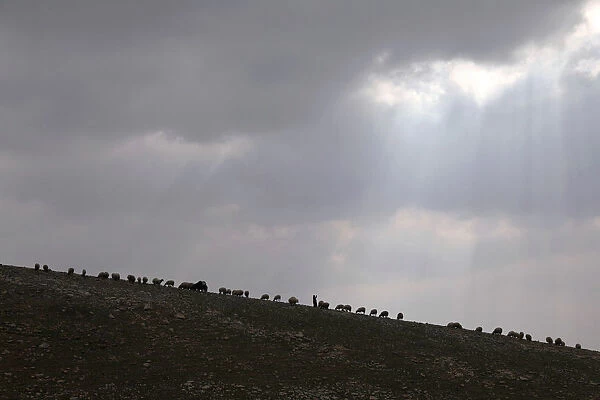 A Palestinian Bedouin woman herds livestock near al-Khan al-Ahmar village near the West