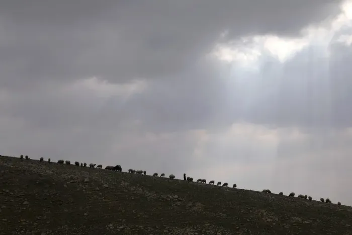 Framed Print : A Palestinian Bedouin woman herds livestock near al-Khan al-Ahmar village near the West Framed Print : A Palestinian Bedouin woman herds livestock near al-Khan al-Ahmar village near the West