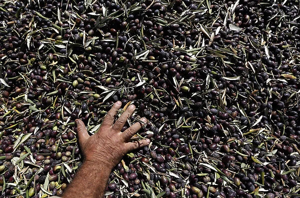 A Palestinian farmer collects olives during the olive harvest in the West Bank village of