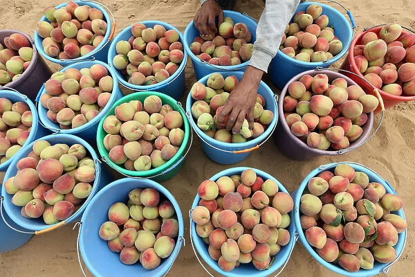 Palestinian man sorts freshly picked peach during harvest season at a farm in Khan Younis