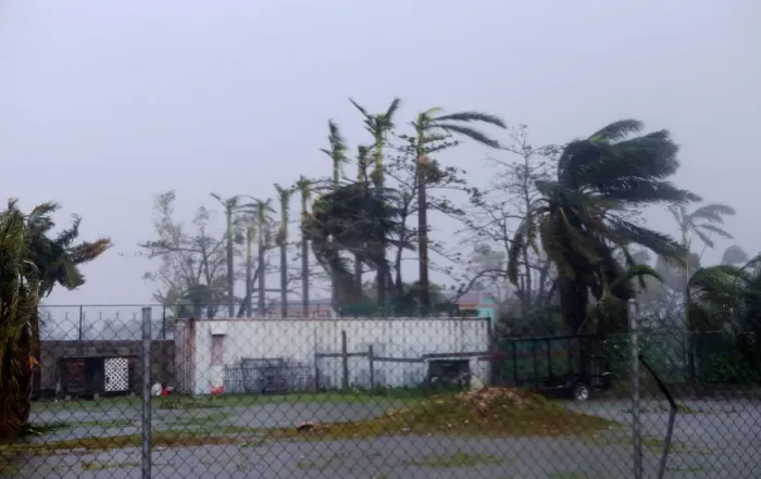 Framed Print : Palm trees buckle under rain after Hurricane Earl hits, in Belize City Framed Print : Palm trees buckle under rain after Hurricane Earl hits, in Belize City