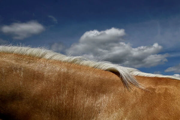 A palomino horses mane is seen against the sky at Spancil Hill horse fair in Spancil