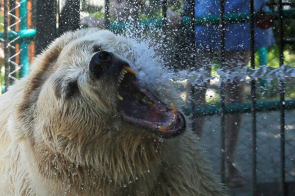 Pamir the bear is sprayed with water to cool down on a hot summer day at the Royev Ruchey