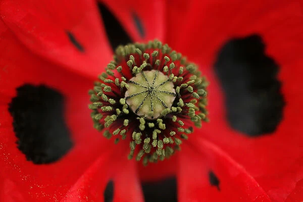 A Papaver commutatum ladybird plant is seen during media day at the Chelsea Flower Show