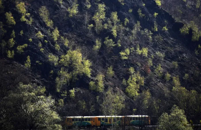 Framed Print : A passenger train travels past a growth of trees near the Czech capital Prague Framed Print : A passenger train travels past a growth of trees near the Czech capital Prague