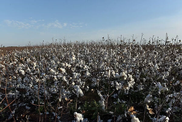 A patch of cotton that was left unharvested is seen near Wakita, Oklahoma