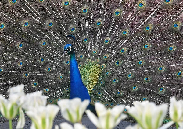 A peacock displays his plumage as part of a courtship ritual to attract a mate