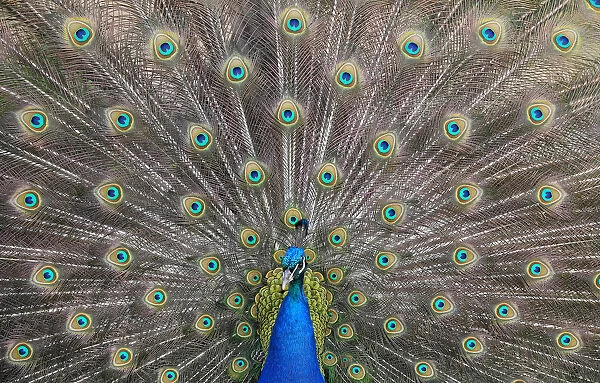 A peacock displays his plumage as part of a courtship ritual to attract a mate