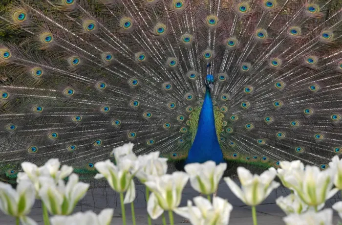Framed Print : A peacock displays his plumage as part of a courtship ritual to attract a mate Framed Print : A peacock displays his plumage as part of a courtship ritual to attract a mate