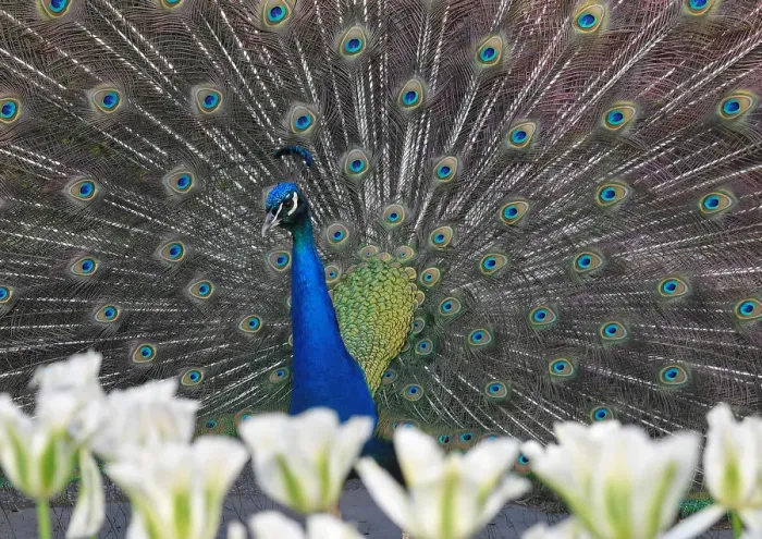 Framed Print : A peacock displays his plumage as part of a courtship ritual to attract a mate