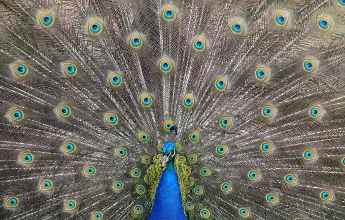 Framed Print : A peacock displays his plumage as part of a courtship ritual to attract a mate